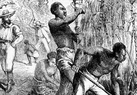 sugar production.jpg (19 KB)